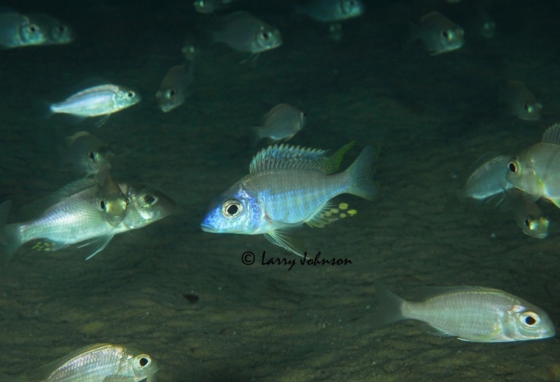 Aulonocara brevinidus 'Masimbwe Island'